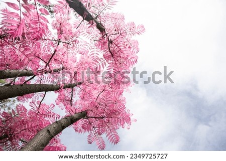 Pink Tree with Blue Sky above