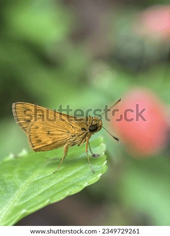 Close up view of an orange moth on a green leaf