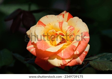 Picture of a yellow and orange rose