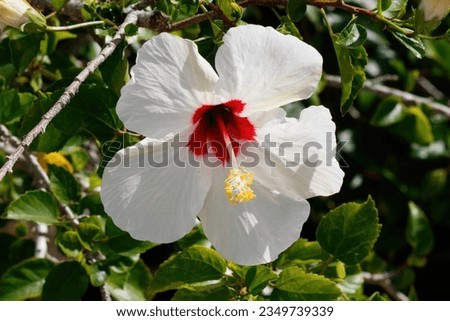 Picture of a white and red hibiscus
