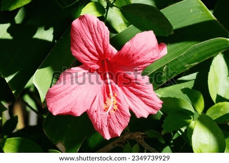Picture of a pink hibiscus