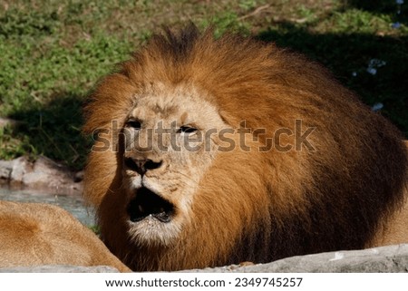 Picture of a male lion