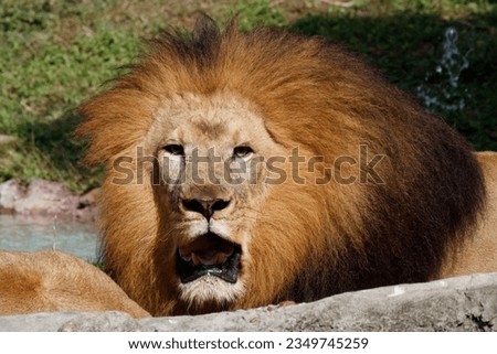 Picture of a male lion