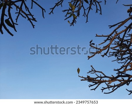 Dry tree branches with blue sky.