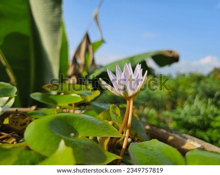 Nymphaea nouchali var. caerulea,[1][a] is a water lily in the genus Nymphaea, a botanical variety of Nymphaea nouchali. Royalty-Free Stock Photo #2349757819