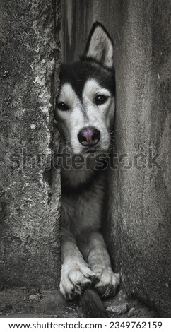 picture of a Siberian husky  trying to escape