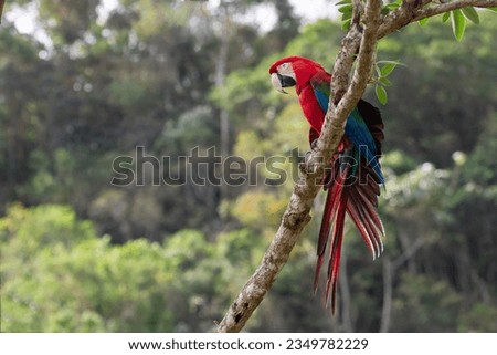 Red and green macaw on a branch eating Royalty-Free Stock Photo #2349782229