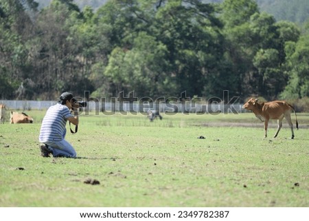 People taking pictures of cows eating grass
