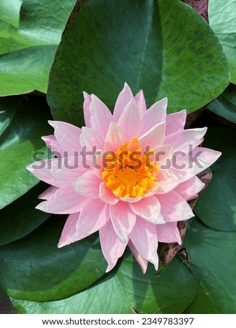 Water Lily - Nymphaea 'Pink flowers' · Pink flowering water lily is a very hardy water lily.