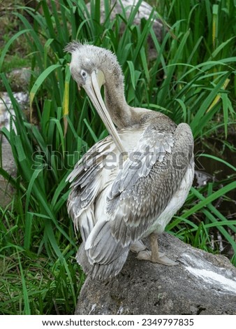 Beautiful big pelican resting near a lake. Great white pelican is a bird in the pelican family. Wild nature animal. Vertical view.