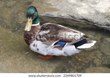 The Rouen duck is a French breed (named after the city of Rouen), very similar in color to the wild duck. It belongs to the medium-sized duck breeds. It is very voracious, grows quickly and acclimatiz