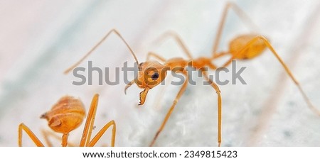 Macro Photo of a Small Rangrang Ant