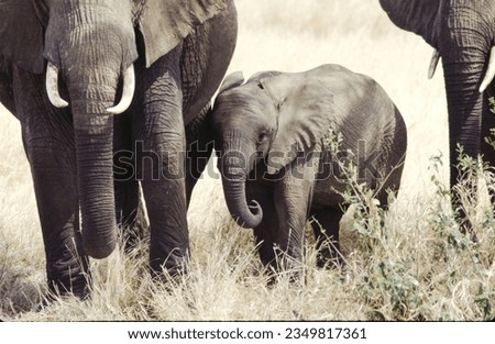 Elephants are the largest land mammals on earth and have distinctly massive bodies, large ears, and long trunks. 