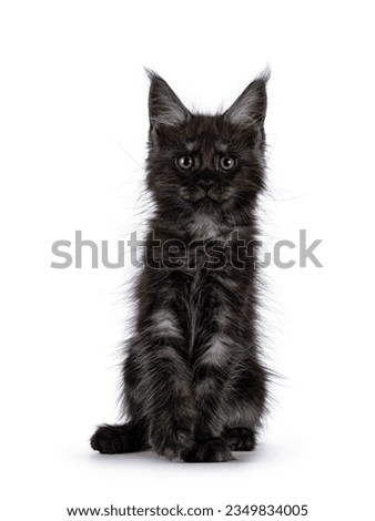 Expressive black smoke cat kitten, sitting up facing front. Looking straight towards camera. Isolated on a white background.