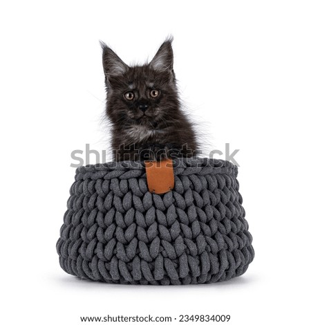 Expressive black smoke cat kitten, sitting in knitted basket. Looking straight towards camera. Isolated on a white background.