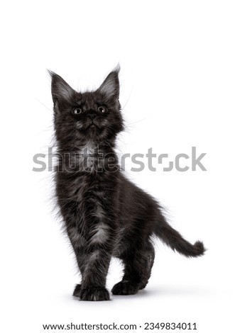 Expressive black smoke cat kitten, walking towards camera. Looking up. Isolated on a white background.