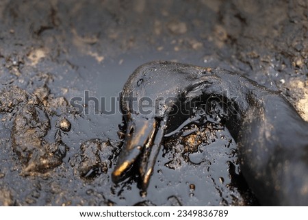 Seabird, slicked in black crude oil, struggles amidst a devastating tanker spill, nature marred by human negligence Royalty-Free Stock Photo #2349836789