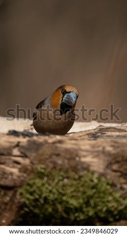Hawfinch (Coccothraustes coccothraustes) on a branch