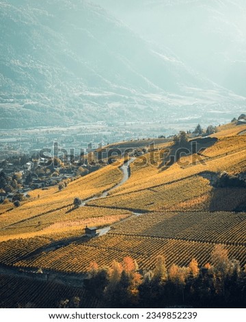 Valaisan autumn vineyard with hazy background. Valais, Switzerland Royalty-Free Stock Photo #2349852239