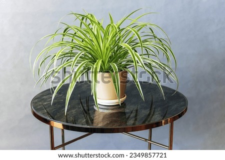 Chlorophytum comosum beautiful plant in a room in daylight on a table on a gray background, side view Royalty-Free Stock Photo #2349857721