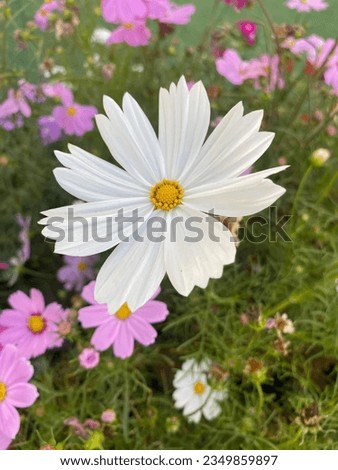 One white cosmos flower in a field.