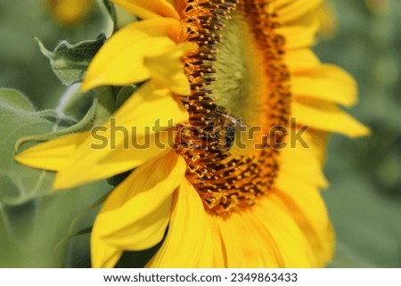 Sunflower in bloom with insects pollinating in the sun