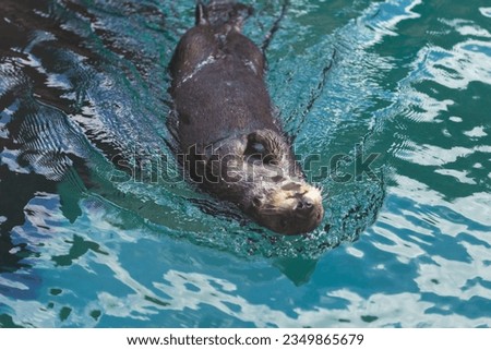 Playful Sight of an Otter Swimming Gracefully in the Water, Showcasing its Acrobatic Skills as it Floats on its Back