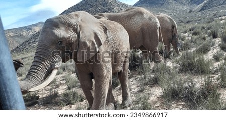 Aquila Private Game Reserve is a well-known wildlife reserve located in the Western Cape of South Africa, near the town of Touws River, which is approximately a two-hour drive from Cape Town.  Royalty-Free Stock Photo #2349866917
