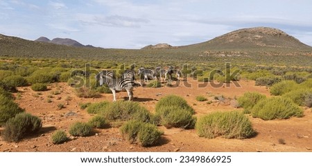 Aquila Private Game Reserve is a well-known wildlife reserve located in the Western Cape of South Africa, near the town of Touws River, which is approximately a two-hour drive from Cape Town.  Royalty-Free Stock Photo #2349866925
