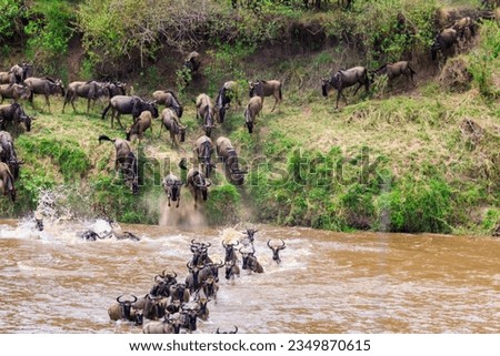 Wildebeest crossing the Mara river in Serengeti national park, Tanzania. Great migration Royalty-Free Stock Photo #2349870615
