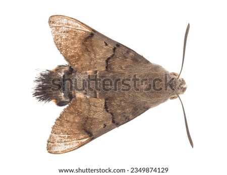 Hummingbird hawk-moth isolated on white background, Macroglossum stellatarum