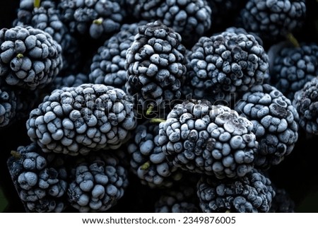 Frozen mulberries. Frozen mulberries - black berries are covered with white frost. Berries in winter - frozen vitamins. Royalty-Free Stock Photo #2349876005