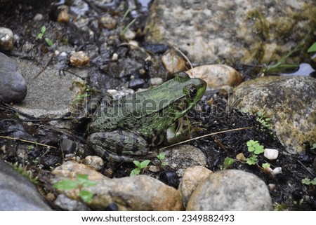 Big green frog poised between rocks on a pond.