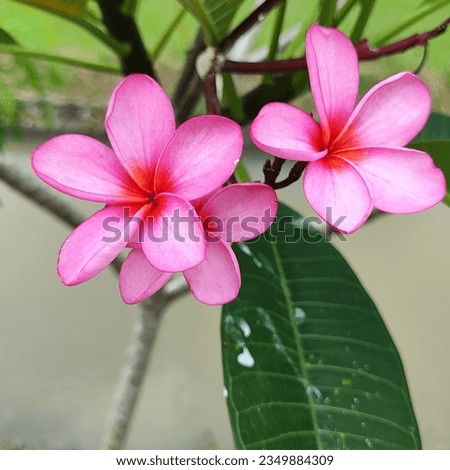 two flowers that have a pink color