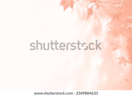 abstract autumnal fall scene in cream color shades. Autumn texture background with shadow of maple tree leaves on a wall.