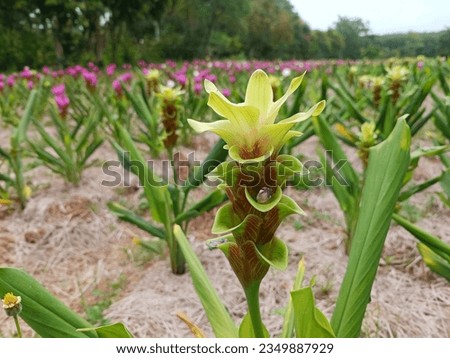 Krachiew flowers have layered petals, beautiful colors, green stems.
