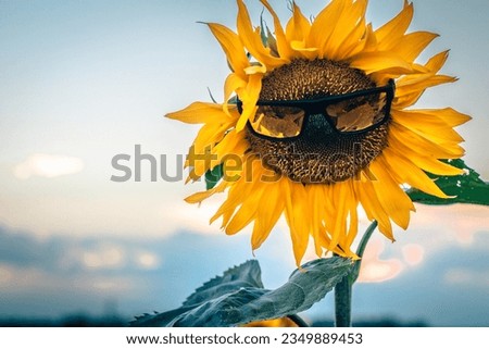 Beautiful sunflower at sunset with sunglasses, natural background. A field of sunflowers is reflected in the sunglasses. Soft selective focus. Artificially created grain for the picture. Atmospheric d