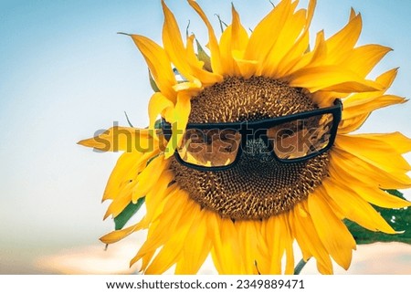 Beautiful sunflower at sunset with sunglasses, natural background. A field of sunflowers is reflected in the sunglasses. Soft selective focus. Artificially created grain for the picture. Atmospheric d