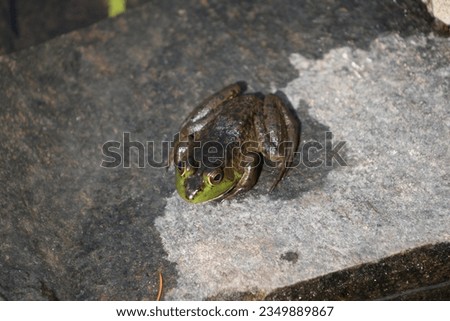 A american bullfrog resting on a cement block.