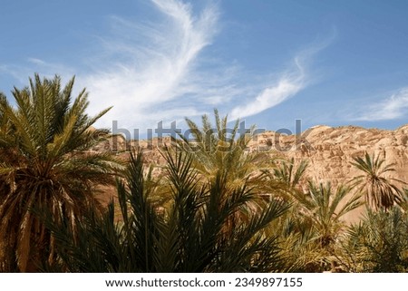 Bedouin life south sinai egypt Royalty-Free Stock Photo #2349897155