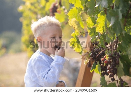 Smiling happy kid eating ripe grapes on grapevine background. Child with harvest. Kid portrait on vineyards. Kid picking ripe grapes on grapevine.