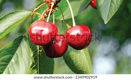  Bing cherries are a type of sweet cherry that is known for its dark red color and firm texture. They are often used in pies, cakes, and other desserts. Royalty-Free Stock Photo #2349902919