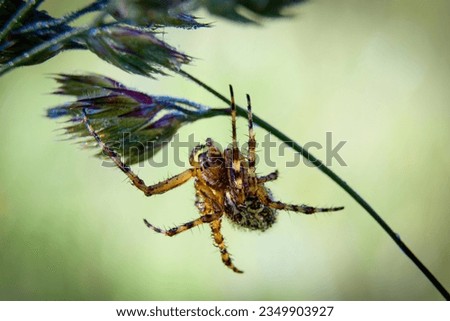 Close up picture of a brown and yellow spider
