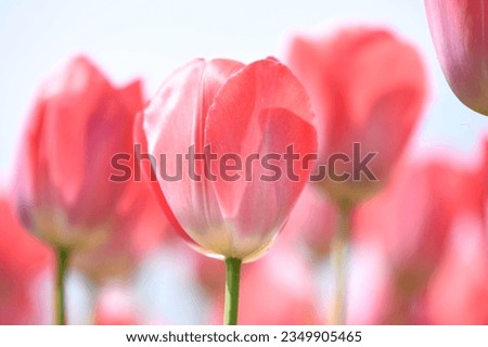 spring flowers banner - bunch of pink tulip flowers on blue sky background Royalty-Free Stock Photo #2349905465