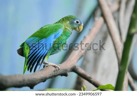  A beautiful Jamaican amazon sitting on the branch. Amazona collaria. Portrait of a  yellow-billed amazon.                              Royalty-Free Stock Photo #2349906597