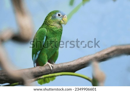  A beautiful Jamaican amazon sitting on the branch. Amazona collaria. Portrait of a  yellow-billed amazon.                              Royalty-Free Stock Photo #2349906601
