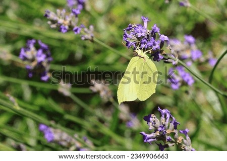 close up of a brimstone butterfly amidst blooming lavender