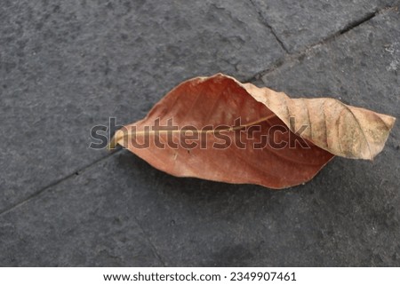 Dry leaves that fall on the road

