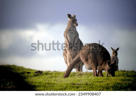 Group of 3 Eastern Grey Kangaroos, Venus Bay, Victorian, Australia