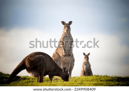 Group of 3 Eastern Grey Kangaroos, Venus Bay, Victorian, Australia